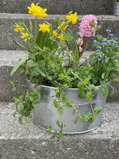 Zinkeimer mit Henkel Übertopf