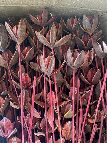 Wild lilien rot - 20,