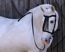 Trense Spanisch PAOLO