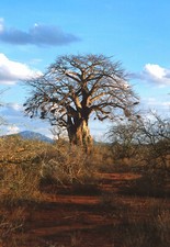 1 AK Baobab Affenbrotbaum Baum