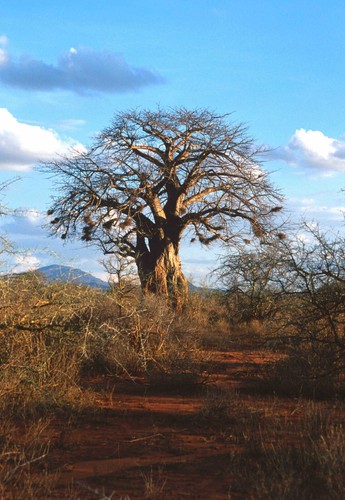 Baobab affenbrotbaum baum - affenbrotbaum,