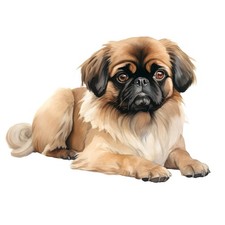 20x stickers Pekingese car