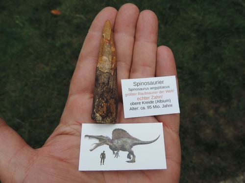 Großer zahn vom - großer, spinosaurus