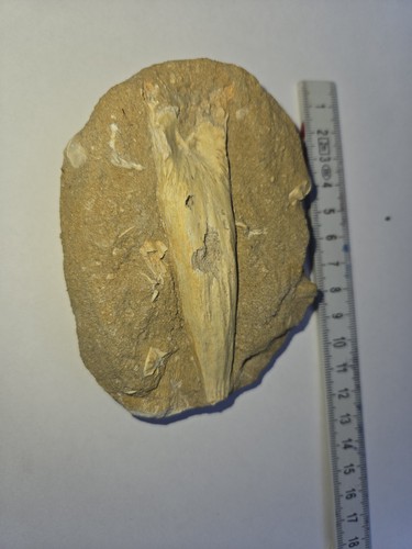 Großes belemnit fossil - großes, belemnit-fossil