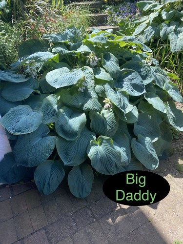 Hosta big daddy teilstück - big,