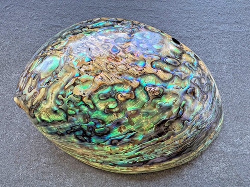 Xxl paua muschel haliotis iris - xxl,