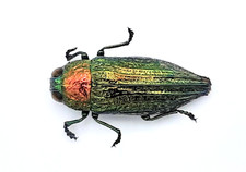 Buprestidae psiloptera sp - psiloptera,