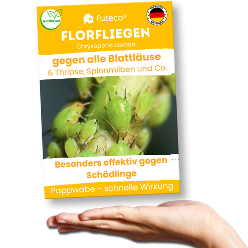 Florfliegenlarven wabe gegen - florfliegenlarven,