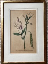 Kupferstich Curtis 1808,Rahmen vergoldet