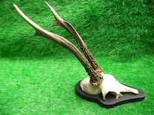 schöner Gabler 24 cm Rehbock