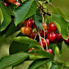 Große Prinzessinkirsche Kirschbaum Süßkirsche Zwergb. Busch Halbstamm Hochstamm
