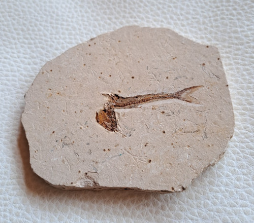 Fossilplatte mit versteinertem