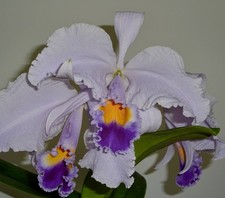 Cattleya species coerulea new - species,