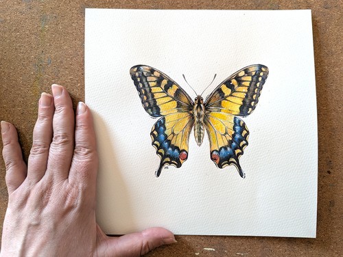 Aquarell schwalbenschwanz - aquarell,