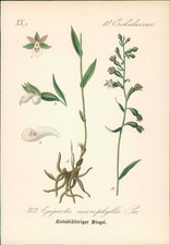 Chromolithographie : Sumpf-Steindel. Epipactis palustris Crntz. Orchidaceae. Syn