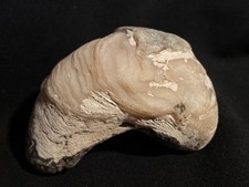 XL Fossile Muschel / Auster