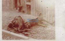 Foto-AK Totes Pferd Hattonville wohl Reserve-Feldartillerie-Regiment Nr. 33 ?