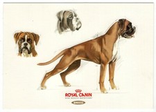 Künstler-AK Hunde, Boxer / Zeichnung, Skizze, Studie (Royal Canin)