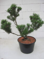Formschnitt Zwergbergkiefer Laurin - Pompon - Pinus mugo Laurin - 60-70cm