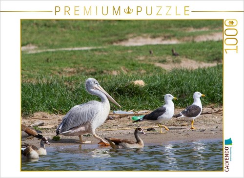 Calvendo puzzle pelikan 1000 - pelikan,