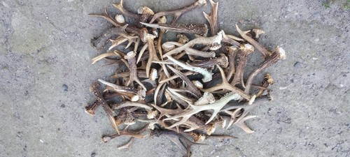 Schönes rehbocke stangen - ,