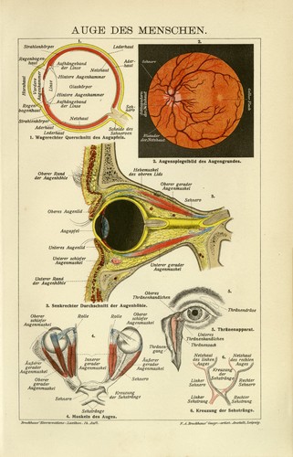 Auge augapfel mensch anatomie - mensch,