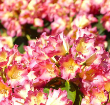 Rhododendron Hybride  " Feuer