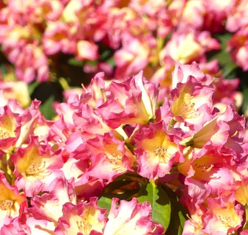 Rhododendron hybride feuer - hybride,