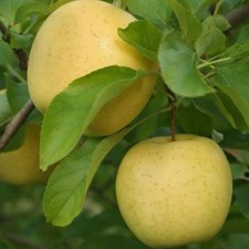 Apfelbaum Reneta Landsberska -