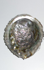 XL große Perlmutt Muschel