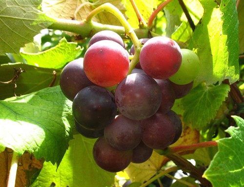 Weinrebe erdbeertraube - weinrebe,