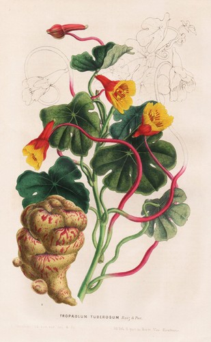 Tropaeolum tuberosum america - tuberosum,