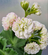 Pelargonie MrS Vakaro Sonata -