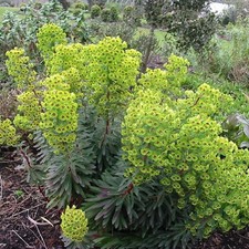1 x Euphorbia martinii