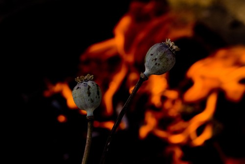 Parfümöl deluxe opium - **parfÜmÖl-deluxe:,