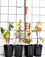 Fagus sylv. "Bornyensis"   -   Sorte der Süntel - Buchen   selten / rare