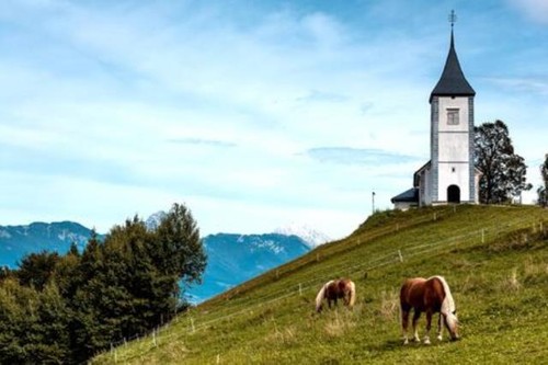Wandbild pferde grasen der - pferde,