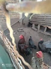 Hühner BE Wyandotten 10 Eier