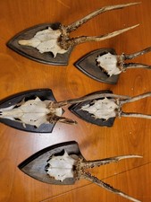 Reh Schädel Geweih Jagd Trophäe auf Holz-Wappen hinten Kiefer 2#