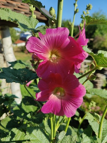Gewöhnliche stockrose pink - stockrose,,
