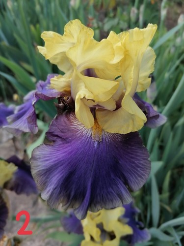 Schwertlilie iris rhizome - schwertlilie,