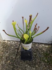 Sarracenia alata f. viridescens, Schlauchpflanze, fleischfressende Pflanze 