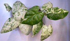 Alocasia Macrorrhiza Splash