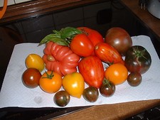 40 Tomatensamen " ALTE SORTEN " Mischung  Samen Saatgut Sämereien Tomaten