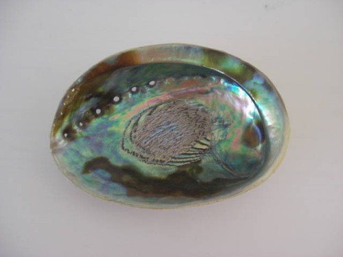 Abalone muschel poliert - muschel,