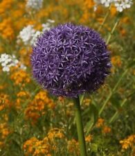 Großer Kugel-Lauch Blumenzwiebeln Zierlauch allium Pflanzen große Kugelblüten ..