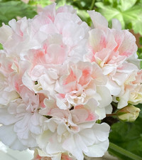 Pelargonie  JungPFLANZE IV