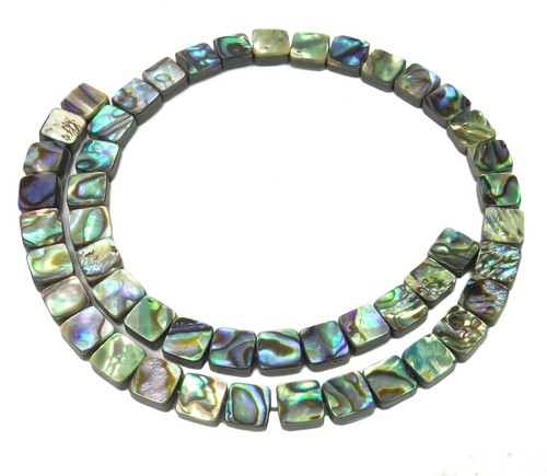 Abalone quadrate in - quadrate,