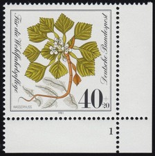 1108 Wohlfahrt Wassernuß