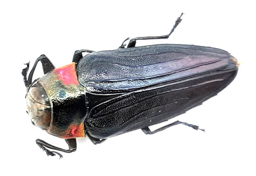 Buprestidae belionota - buprestidae,,